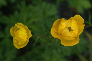 Trollius europaeusKogelbloem bestellen